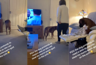 ‘Just another day of being a boxer owner.’ – A Dog Tricked A Woman Into Getting Up So She Could Steal Her Seat