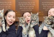 An Owner Who Adopted Two Cats Was Surprised At How Her Pets Grew So Differently