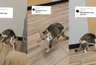 An Owner Posted A Video Of Her 27-Year-Old Cat. – ‘The vet thought he was younger than that.’