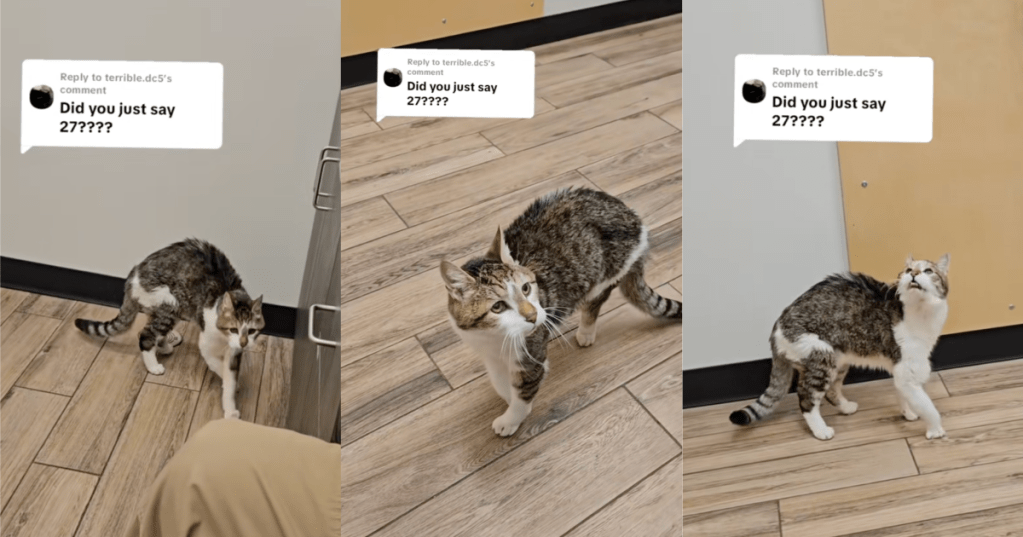 cat in an office