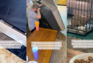 A Couple Bought A Couch And Found The Previous Owner’s Cat Inside It