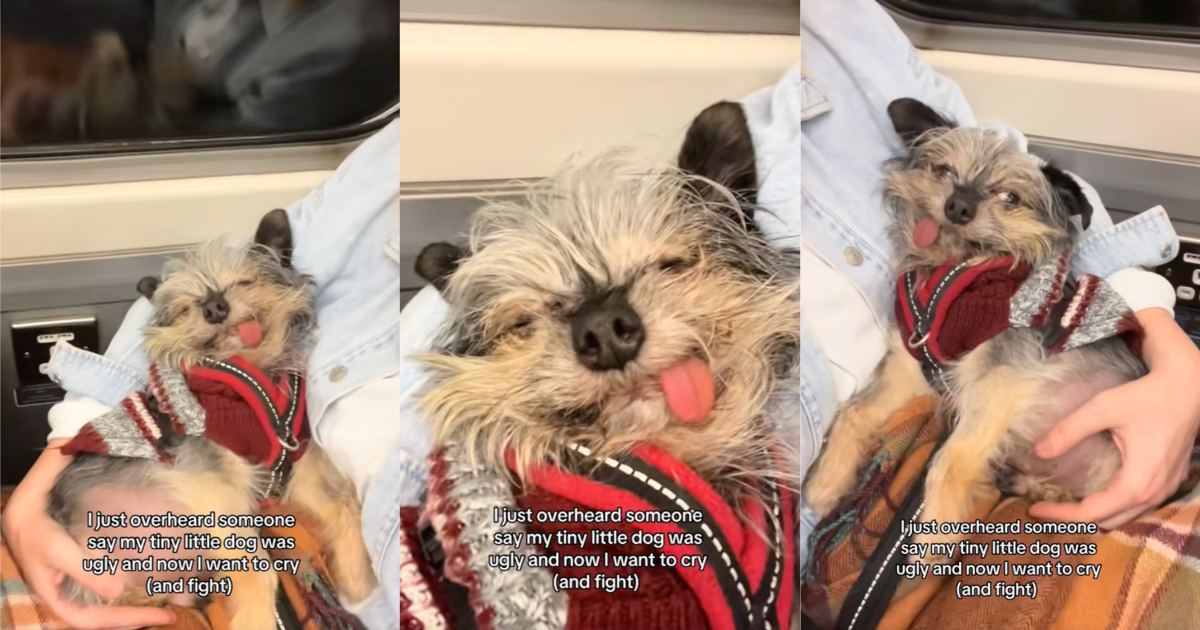 person holding a dog