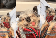 ‘My gorgeous boy!’ – An Owner Got Upset When She Heard Someone Say That Her Dog Is Ugly