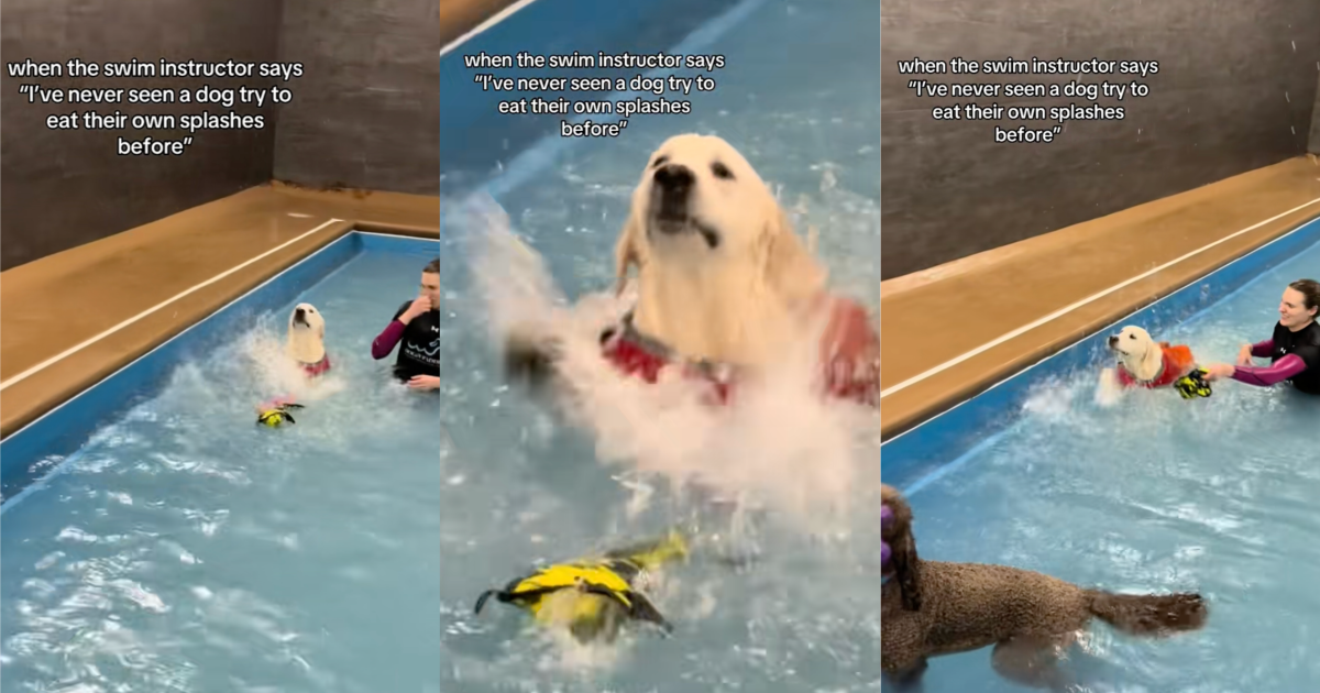 dog swimming in a pool