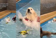 ‘I’ve never seen a dog try to eat their own splashes before.’ – A Puppy Showed Off His Unusual Form During His First Swimming Lesson