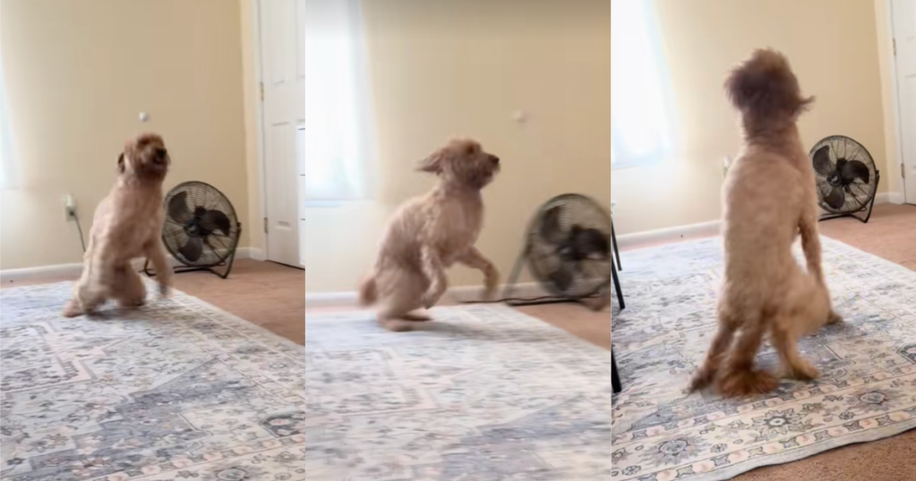 dog having the zoomies