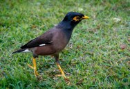 The Last Known Recording Of The Extinct Kauaʻi ʻōʻō Bird Is Available To Listen To