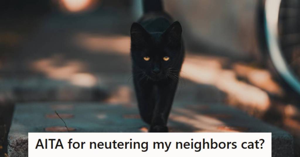 Black cat with orange eyes running around as a stray