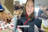 A Nervous Shelter Dog Got A Fun Day Out With A Good Samaritan