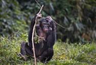 Study Found That Bonobos Can Imagine Pretend Events And Interact With Them At A Basic Level