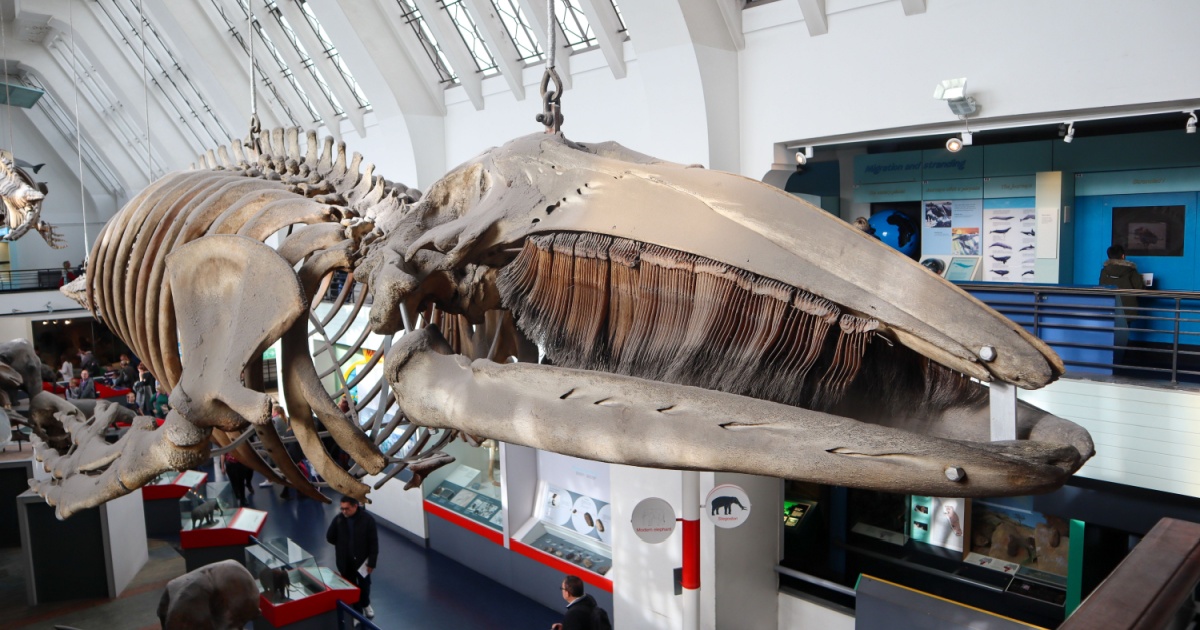 Bowhead whale skeleton 