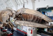 Some People Seem To Have Big Mouths, But None Of Them Can Compare With The Bowhead Whale, Which Can Open Its Maw 4 Meters High