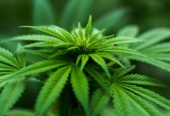 Just Because It’s Legal In Some Places Doesn’t Mean Cannabis Is Advisable, And This Memory Test Shows Just How Problematic The Drug Can Be