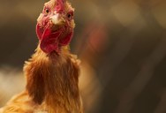 Modern Dentistry Has Come A Long Way Since An 18th Century Doctor Tested Tooth Transplants By Implanting A Tooth Into A Chicken (With Surprising Success)