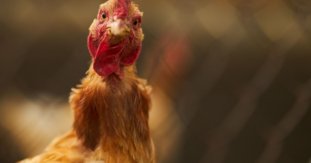 Chicken