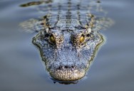 Scientists Believe Some Early Crocodile Ancestors Once Walked Upright Across Arizona