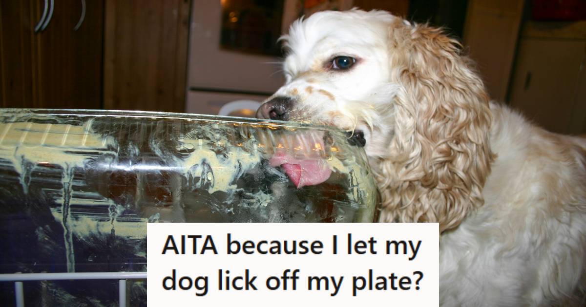 White and blonde Cocker Spaniel licking a dish in the dishwasher