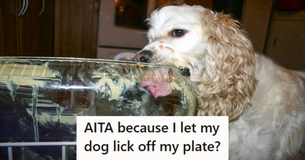 White and blonde Cocker Spaniel licking a dish in the dishwasher