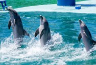 Wild Dolphin Puts On Very Rare “Tail Walking” Display To A Group Of Whale Watchers