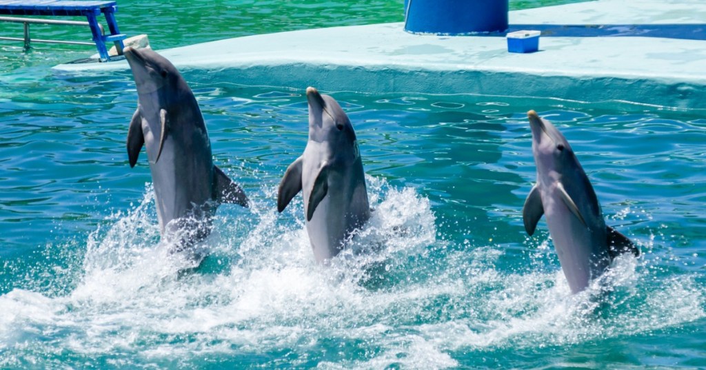 Dolphins tail walking