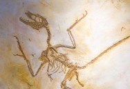 This Small Dinosaur Species Likely Survived Thanks To Its Bursts Of Speed, And It Also Helps To Fill A Massive Evolutionary Gap