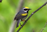 This Tiny Songbird Has An Innate Ability To Predict Catastrophic Weather Events While They’re Still Hundreds Of Miles Away