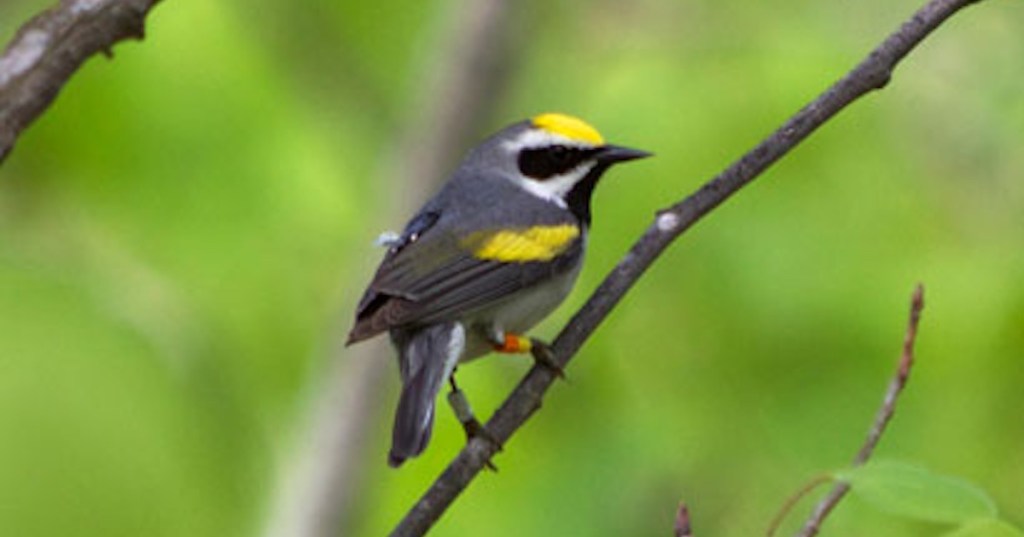 A golden warbler in a tree