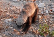 The Honey Badger Is Nature’s Most Unassuming Looking Fearsome Predator, And Here’s Why You Absolutely Don’t Want To Enrage One