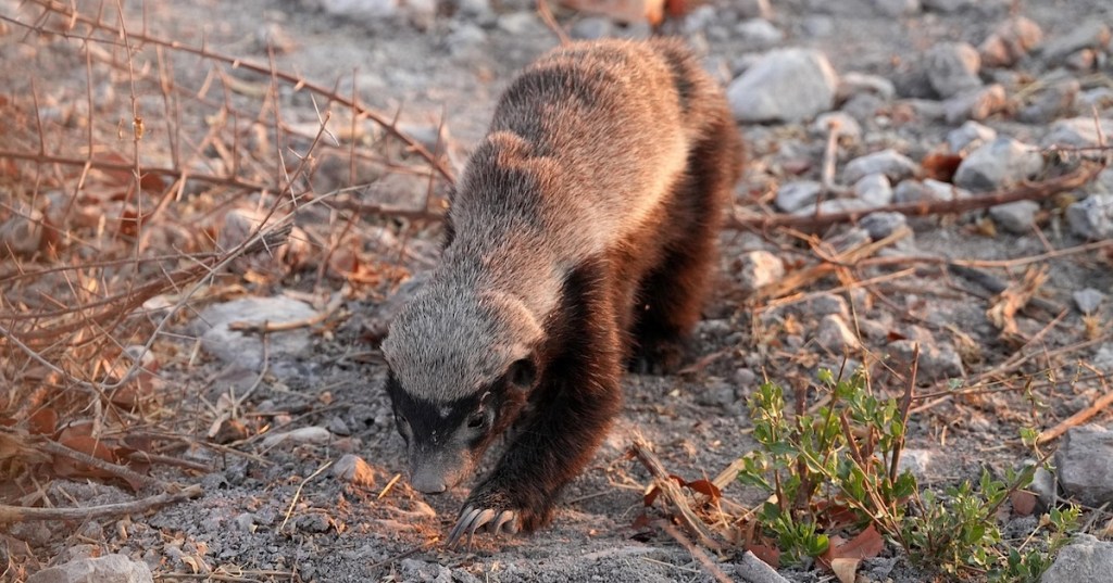 A honey badger