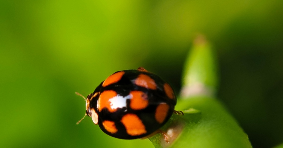 Ladybug