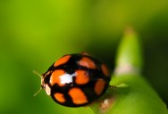 University Student Finds New Species Of Lady Bug Insects On Trees Right On Campus While Working On His PhD