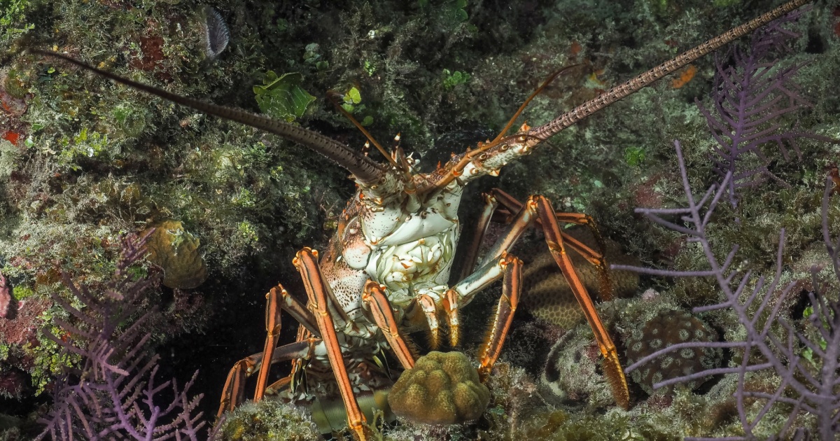 La exploración de langostas en aguas profundas a lo largo de la costa de Argentina revela 28 nuevas especies y el arrecife de coral Bathelia más grande del mundo