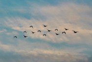 Every Year, The Godwit Makes The Journey Despite High Mortality Rates, Desperate To Survive. Now, This Brave Young Bird Has Set The Record For The Longest Known Continuous Migration