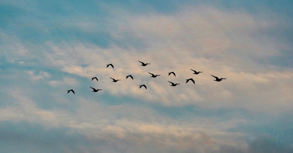 Birds in the sky