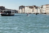 There’s A Solitary Bottlenose Dolphin Living In The Venetian Lagoon, And Researchers Say One Key Factor Is Putting Him In Danger