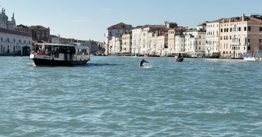 Mimmo the dolphin in Venice