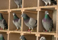 In 1982 A Carrier Pigeon Skeleton Was Found In A Chimney, Still Carrying An Encrypted Message Sent During World War II