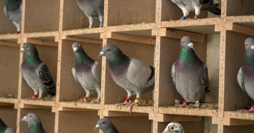 Homing Pigeons