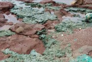 Thanks To Our Species’ Careless Behavior, Turtle Nests Are Now Full Of Plastic, Even On Islands With No Human Inhabitants