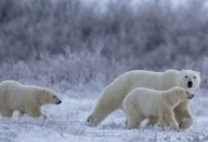 Remarkable Young Polar Bear Mother Adopts Another Polar Bear Cub, A Rarely Documented Event