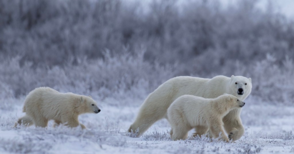 Polar Bear with cubs