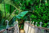 Deep In The Rainforest, Two Creatures Were Found After Being Thought Extinct For 6,000 Years