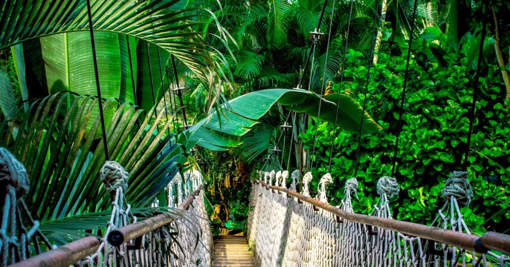 A bridge through a rainforest