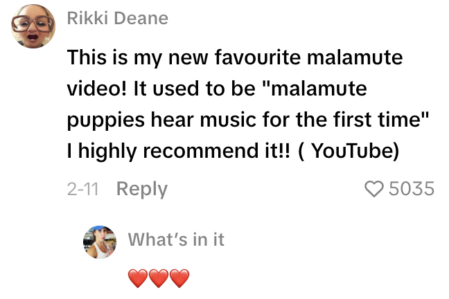 Screenshot 2026 03 01 at 11.18.51 AM A Dog Sang Along When He Heard Opera Music