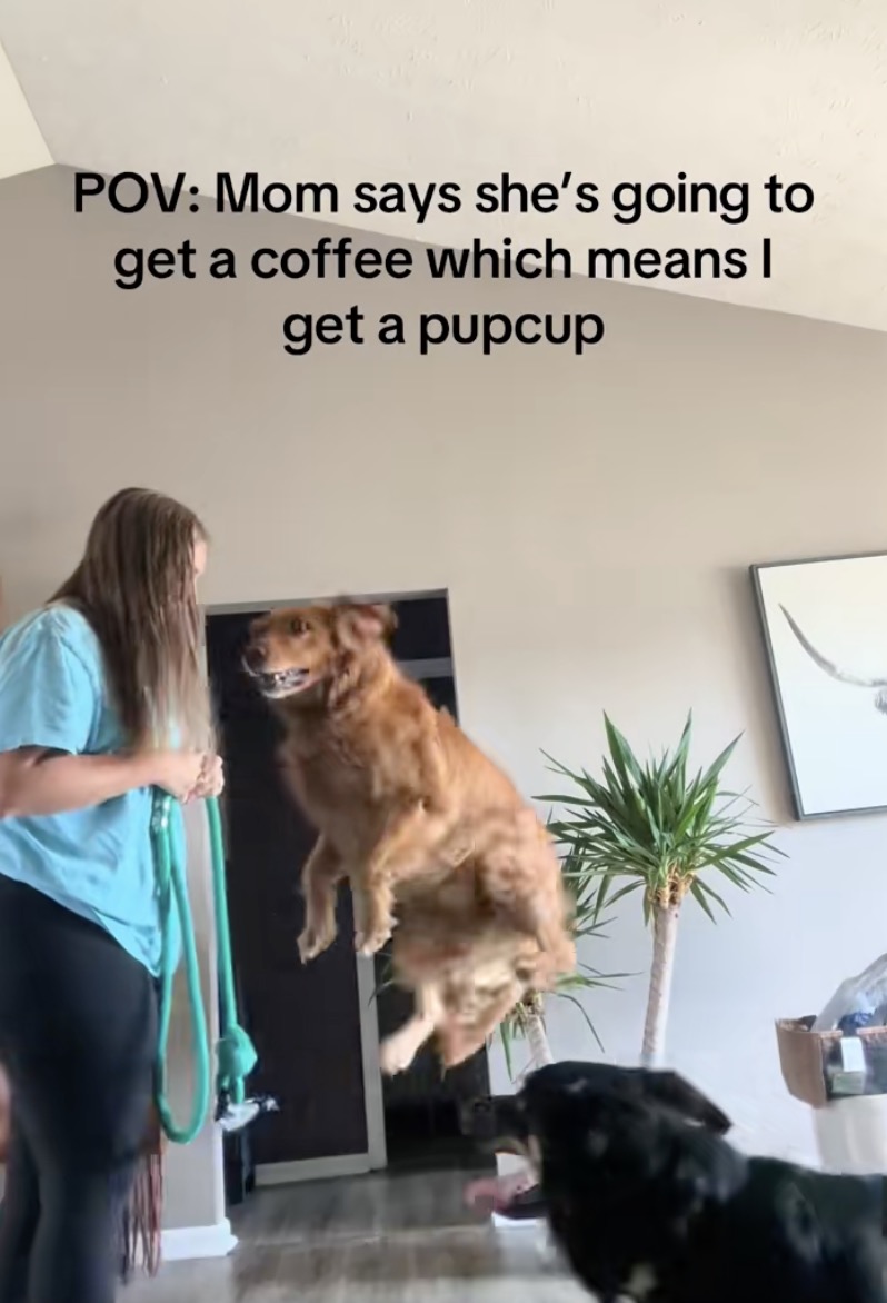 dog jumping in the air