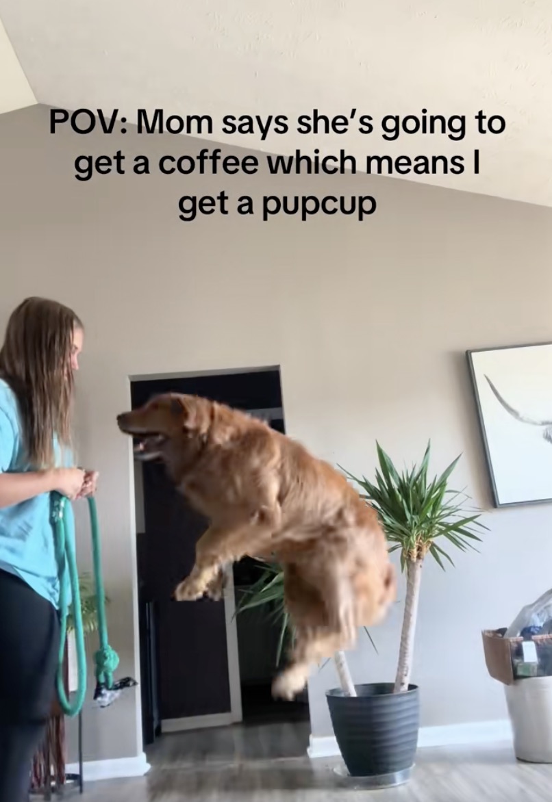 dog jumping in the air