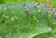 Spider In Museum Found To Be Infested With Spider Mites That Have Been Notoriously Hard To Find