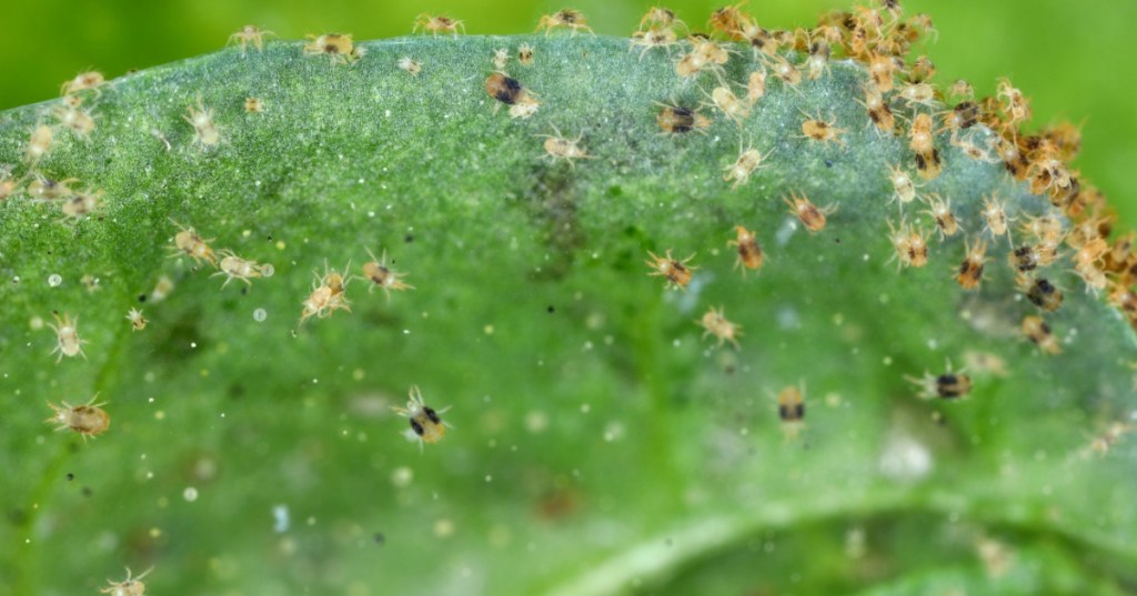 Spider Mites