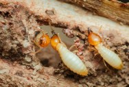 Understanding The Evolution That Led Termite Kings And Queens To Become Strictly Monogamous
