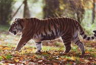 Large-Scale Reforestation Projects Will Soon Bring The Tiger Back To Kazakhstan